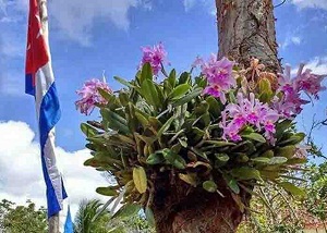 Cuba-orquideas-bandera